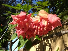 Mussaenda erythrophylla