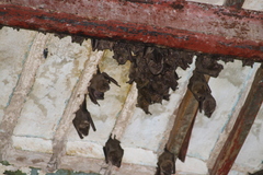 Artibeus jamaicensis yucatanicus