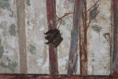 Artibeus jamaicensis yucatanicus