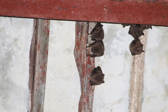 Artibeus jamaicensis yucatanicus