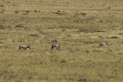 Equus zebra