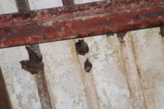 Artibeus jamaicensis yucatanicus