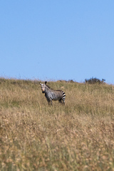 Equus zebra