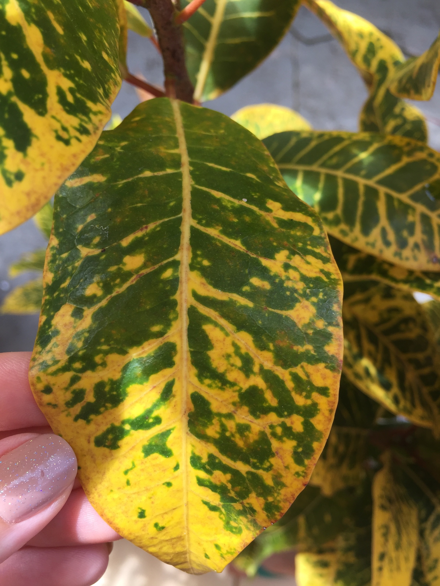 Codiaeum variegatum