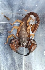 Scorpiops luridus