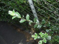 Salix repens argentea