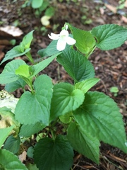 Viola macloskeyi