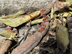 Spilostethus pandurus