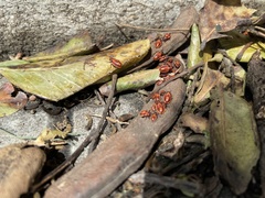 Spilostethus pandurus