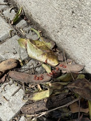 Spilostethus pandurus