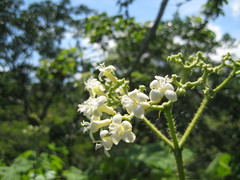Cnidoscolus tubulosus