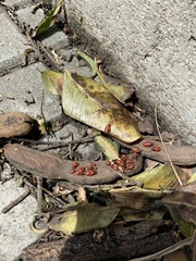 Spilostethus pandurus