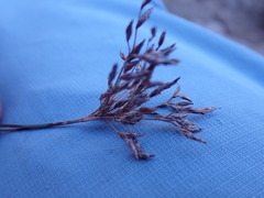 Bulbostylis burchellii