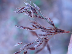 Bulbostylis burchellii