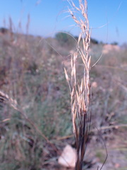 Loudetia simplex