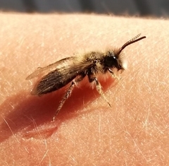 Colletes cunicularius