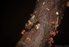 Choraginae