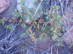 Limeum viscosum transvaalense