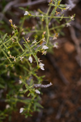 Justicia spartioides