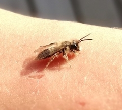 Colletes cunicularius