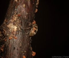 Choraginae