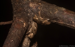Prosoplus bakewellii