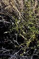 Justicia spartioides