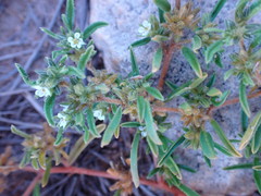 Limeum viscosum transvaalense