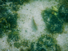 Serranus psittacinus