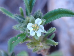 Limeum viscosum transvaalense