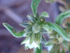 Limeum viscosum transvaalense