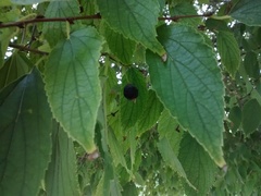 Celtis australis