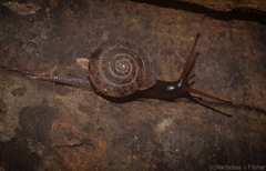 Ramogenia challengeri