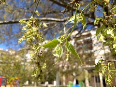 Celtis australis