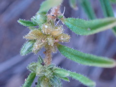 Limeum viscosum transvaalense