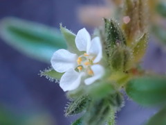 Limeum viscosum transvaalense