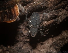 Poropterus variabilis