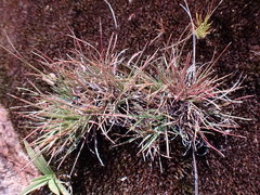 Microchloa caffra