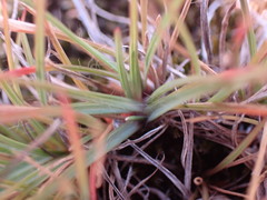 Microchloa caffra