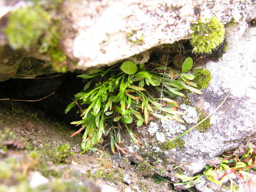 Asplenium septentrionale image