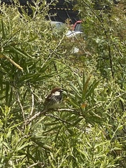 Passer hispaniolensis hispaniolensis