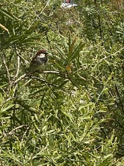 Passer hispaniolensis hispaniolensis