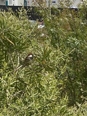 Passer hispaniolensis hispaniolensis