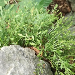 Asplenium × alternifolium