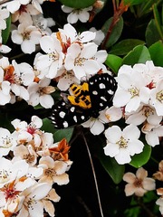 Exsula dentatrix albomaculata