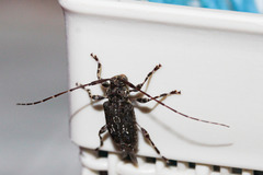 Oedopeza maculatissima