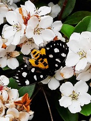 Exsula dentatrix albomaculata