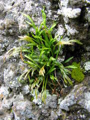 Asplenium septentrionale subsp. septentrionale image