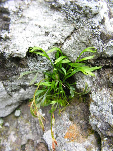 Asplenium septentrionale subsp. septentrionale image