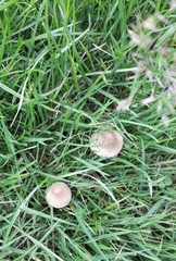 Fungi